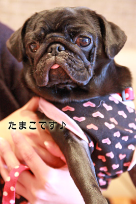 たまこちゃん♪