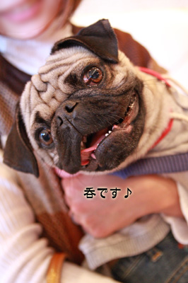 呑くんでーす♪