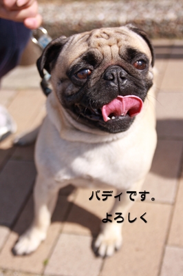 バディ君