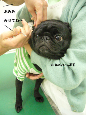 まずはお耳から。