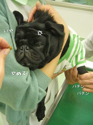 一番嫌いなのはこれなのよね。