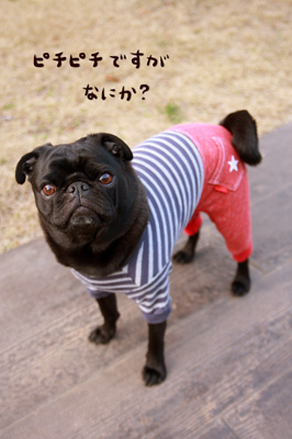 ピチピチですがなにか