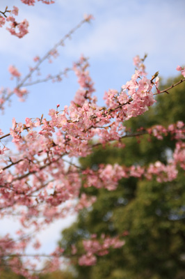 河津桜