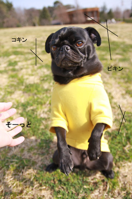 放すよー