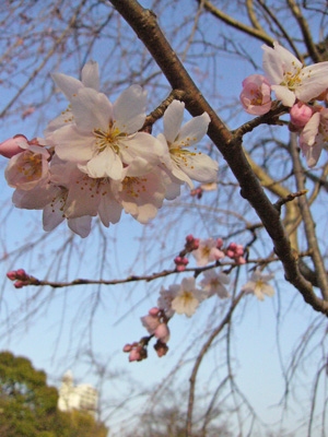 しだれ桜