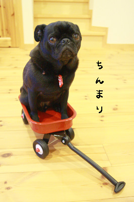 Nちゃんからのお土産