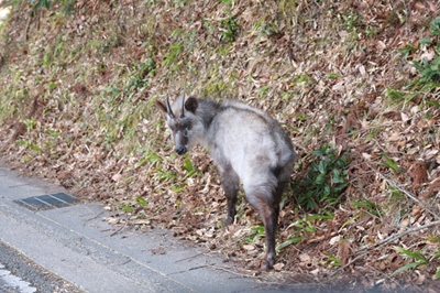 日本カモシカ