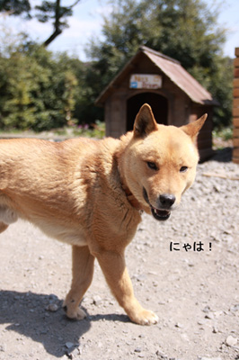 看板犬ナッツ君