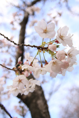 桜きれいねー