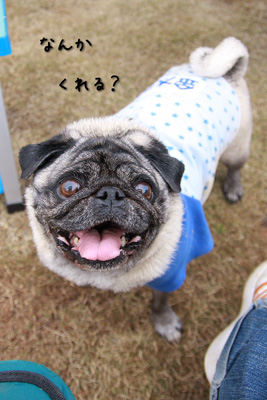 金太郎君