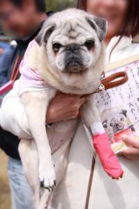 さくらちゃん