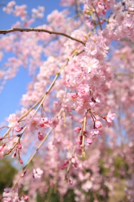枝垂れ桜がとってもきれい