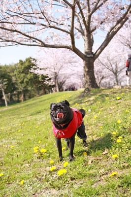 タンポポとのコントラストもきれい