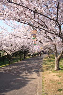夜桜もよさそうです