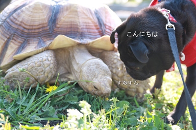 亀さんが気になってしょうがないチョコ