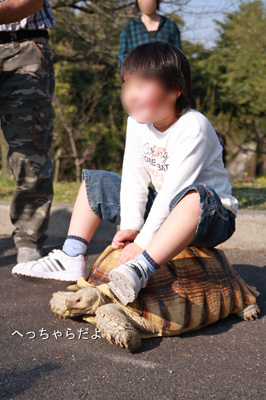 子供がのってもだいじょーぶっ