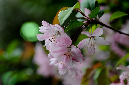 桜1