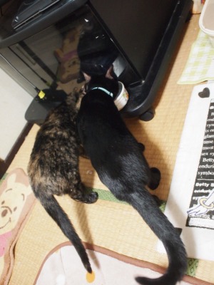 s-えま紫 契約 (16).jpg