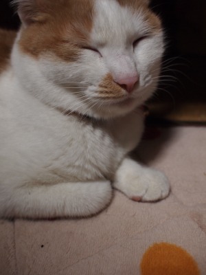 s-えま紫 契約 (29).jpg