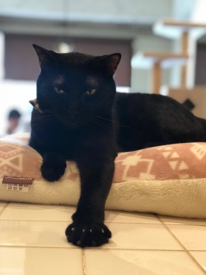 カッコイイ挨拶の仕方 Cat Cafe ねこびやか 黒猫cm 姫路駅前の猫カフェ