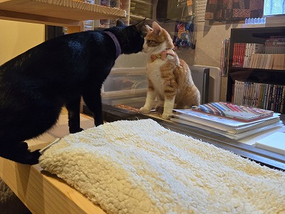 黒猫たち 88番地へ | cat cafe ねこびやか -黒猫cm-