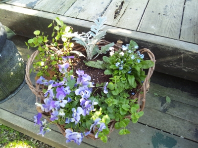 1day寄せ植え