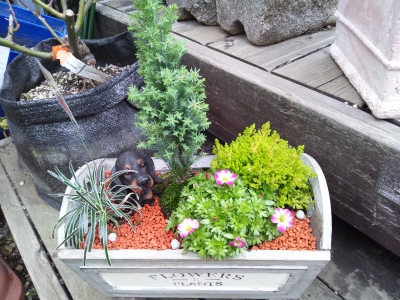 寄せ植え2