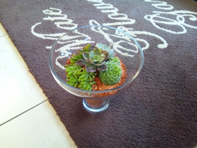 寄せ植え6