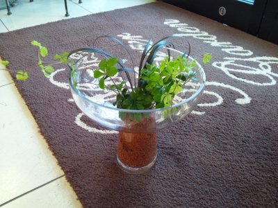 寄せ植え7