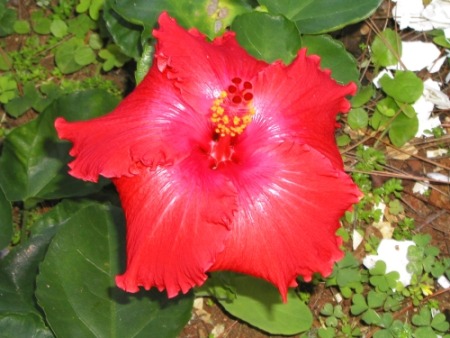 紅花