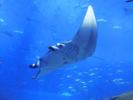 マンタとエイの違いを調べに沖縄ちゅら海水族館に行こう 沖縄に行く前に