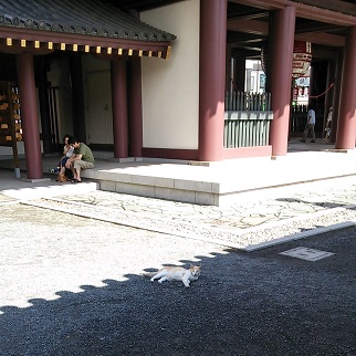 猫1