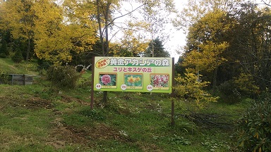 アカシアA