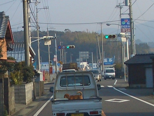 荷物は犬