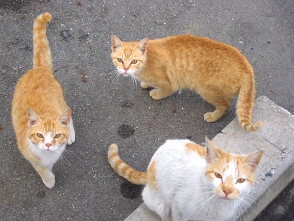 ねこ