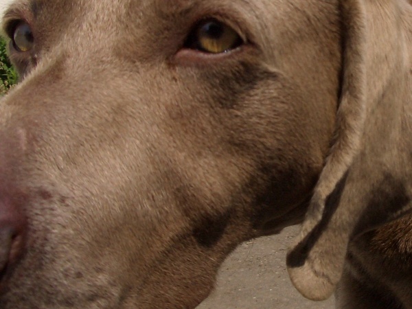 犬