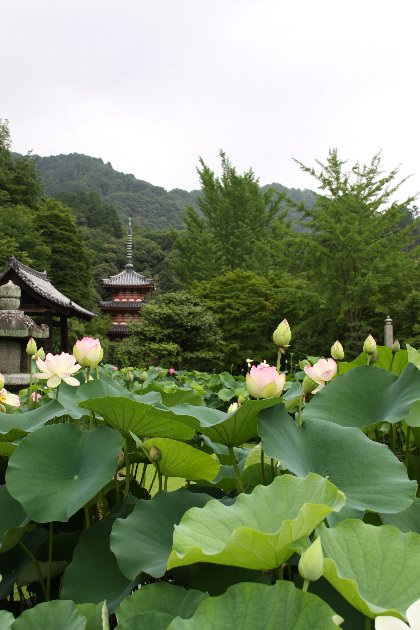 三室戸寺の蓮