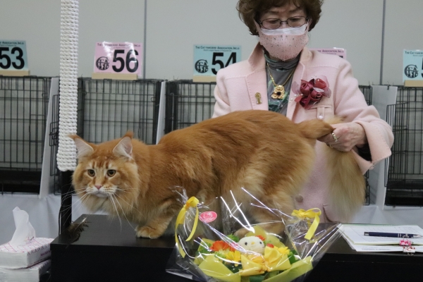まずは昨日のキャットショー | 新・魔女の館