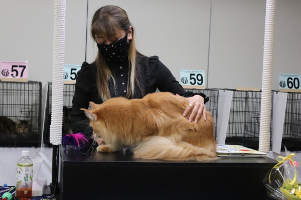 まずは昨日のキャットショー | 新・魔女の館