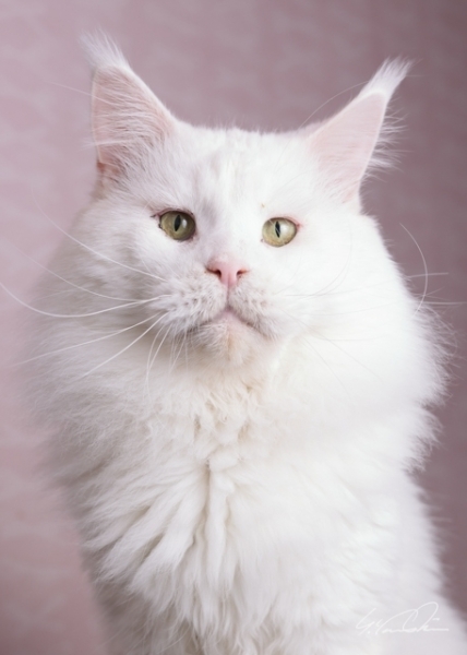 山下良子カメラマン撮影⑧ 新・魔女の館