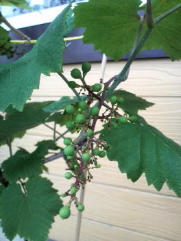 2011061419520000.jpg