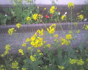 20090331a 菜の花