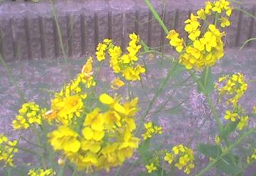 20090331b 菜の花