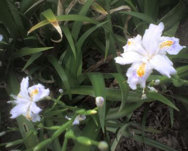 20090403a 花