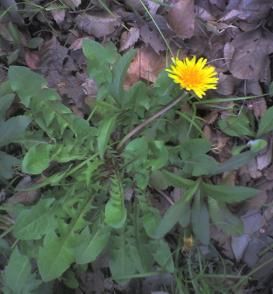 20090403b タンポポ