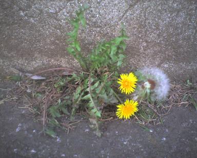 20090403c タンポポ