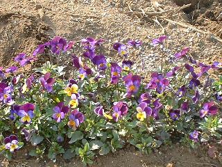 20090405a 畑