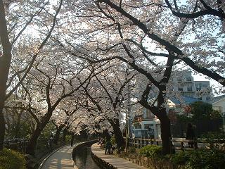 20090407a 桜
