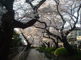 20090407b 桜