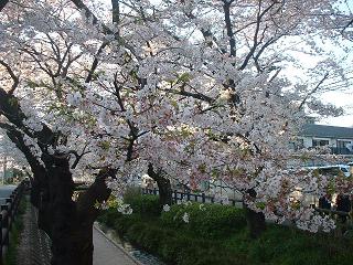 20090407c 桜